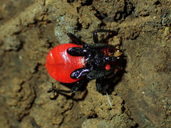 Micrauchenus lineola