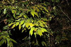 Cryptocarya triplinervis pubens