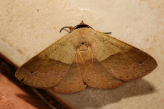 Ophyx ochroptera