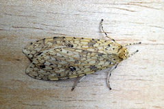 Lophocampa