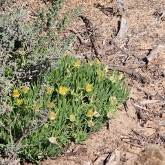 Conicosia pugioniformis