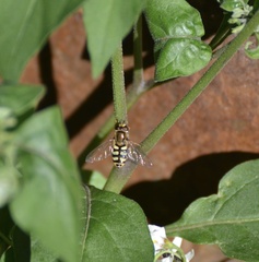 Metasyrphus