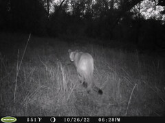 Puma concolor couguar