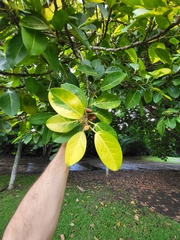 Ficus altissima