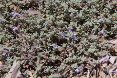 Penstemon caespitosus perbrevis