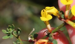 Acmispon glaber glaber