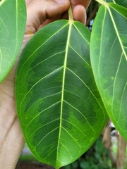Ficus altissima