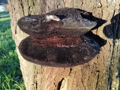 Inonotus