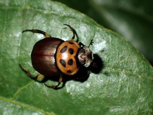 Canthon triangularis