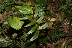 Pellaea paradoxa