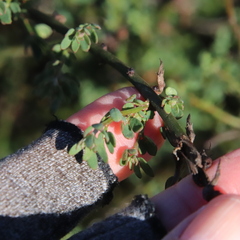 Acmispon glaber glaber