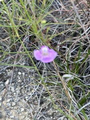 Agalinis strictifolia