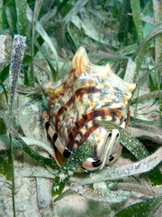 Cassis tuberosa