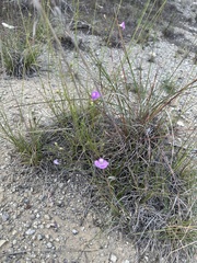 Agalinis strictifolia