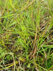 Haloragis heterophylla