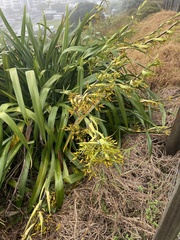 Phormium