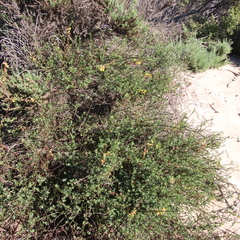 Acmispon glaber glaber