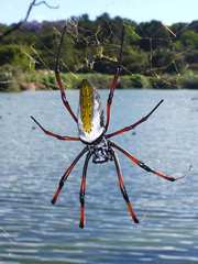 Trichonephila inaurata madagascariensis