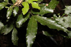 Alectryon subcinereus