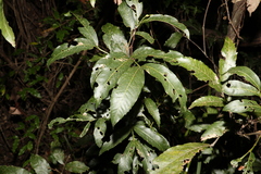 Alectryon subcinereus