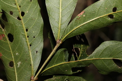 Alectryon subcinereus