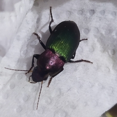 Neoaulacoryssus speciosus