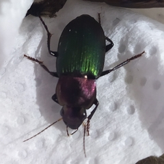Neoaulacoryssus speciosus