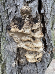 Fungi
