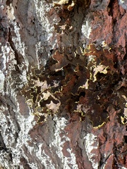 Pseudocyphellaria holarctica