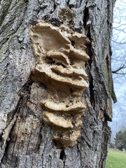Fungi