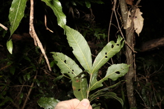 Alectryon subcinereus