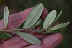 Hibbertia bicarpellata