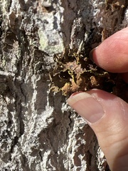 Pseudocyphellaria holarctica