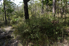Hibbertia bicarpellata