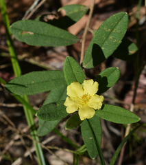 Hibbertia bicarpellata