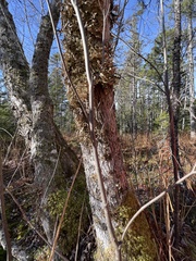 Pseudocyphellaria holarctica