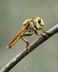 Cophinopoda chinensis
