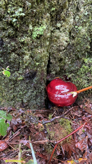 Ganoderma oregonense