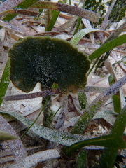 Udotea