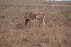 Alcelaphus buselaphus cokii