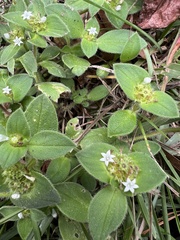 Richardia brasiliensis