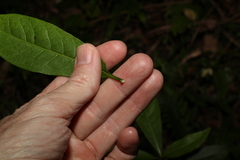 Tabernaemontana pandacaqui