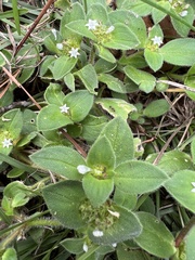 Richardia brasiliensis