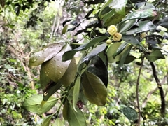 Elaeodendron croceum