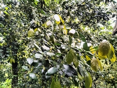 Elaeodendron croceum