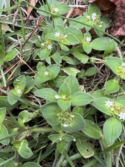 Richardia brasiliensis