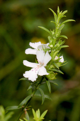 Westringia eremicola