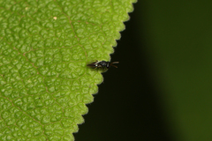 Chalcididae