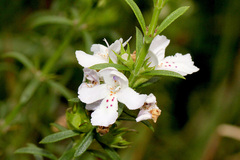 Westringia eremicola