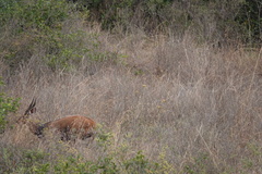 Tragelaphus sylvaticus